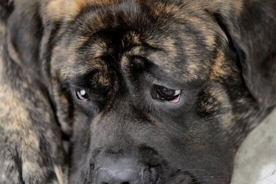 Eurasia international dog show