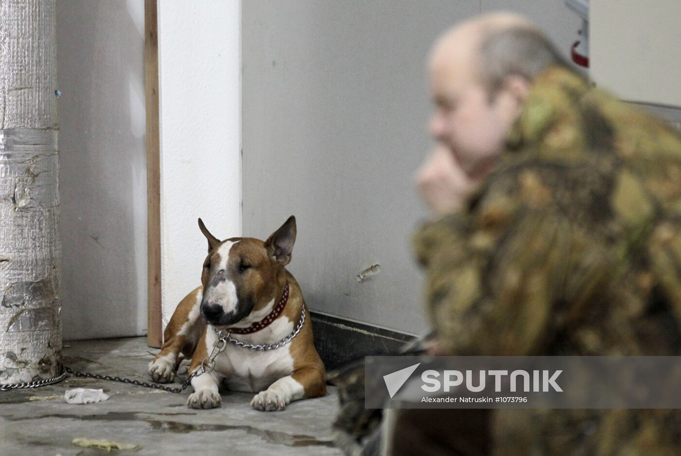 Eurasia international dog show