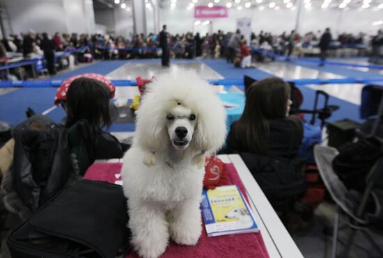 Eurasia international dog show