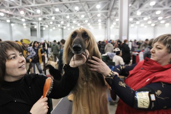 Eurasia international dog show
