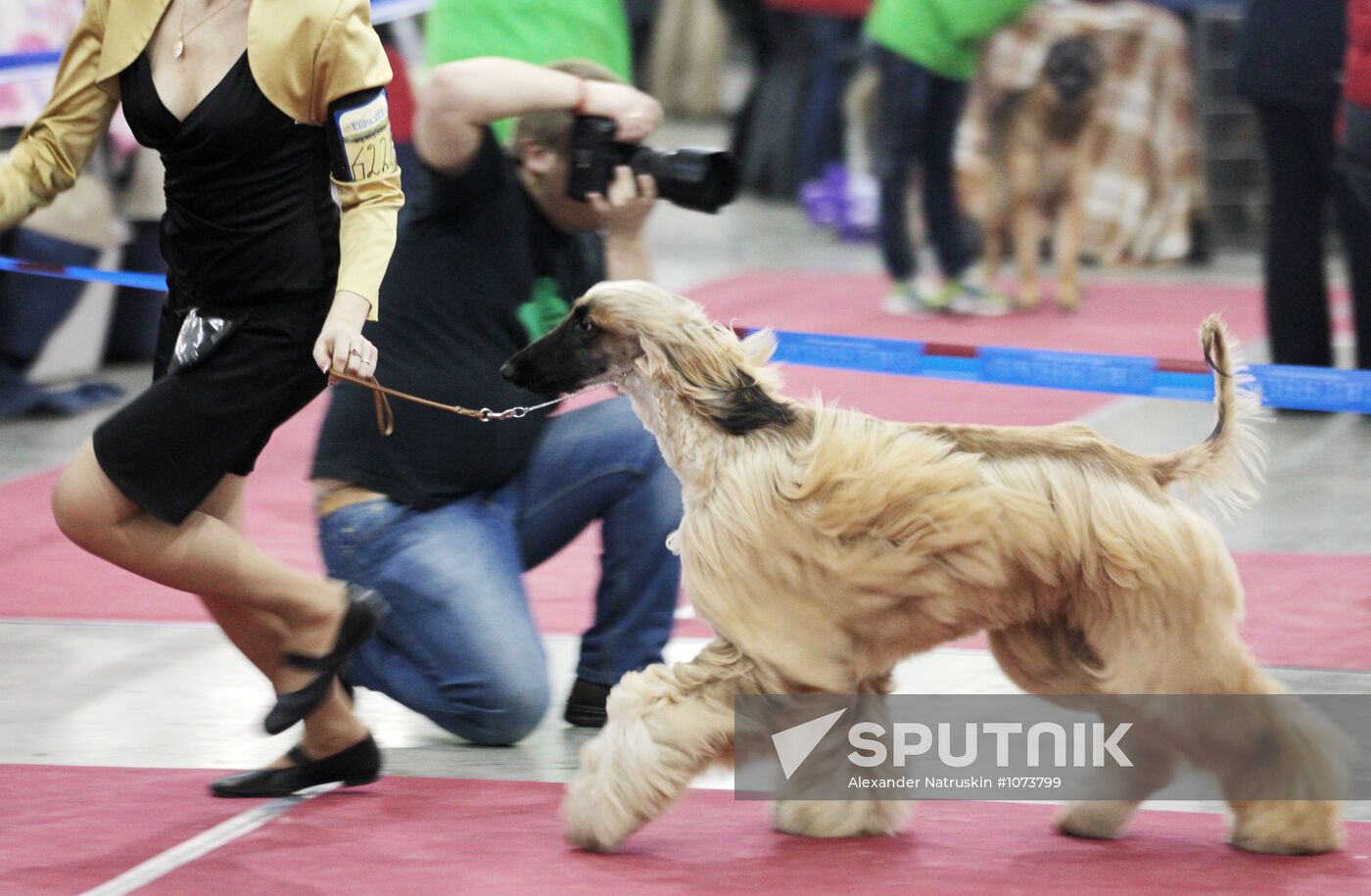 Eurasia international dog show