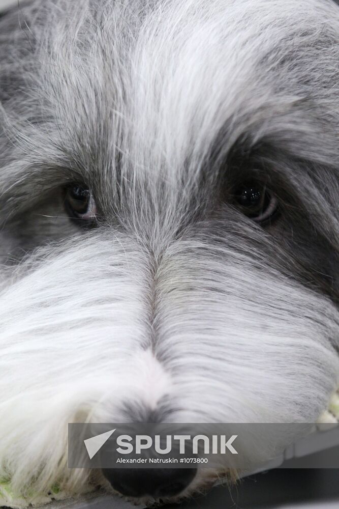 Eurasia international dog show
