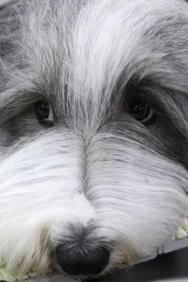 Eurasia international dog show