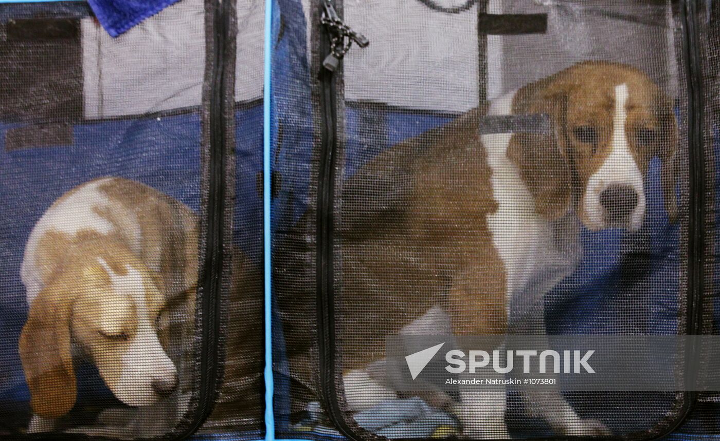 Eurasia international dog show