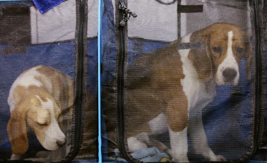 Eurasia international dog show