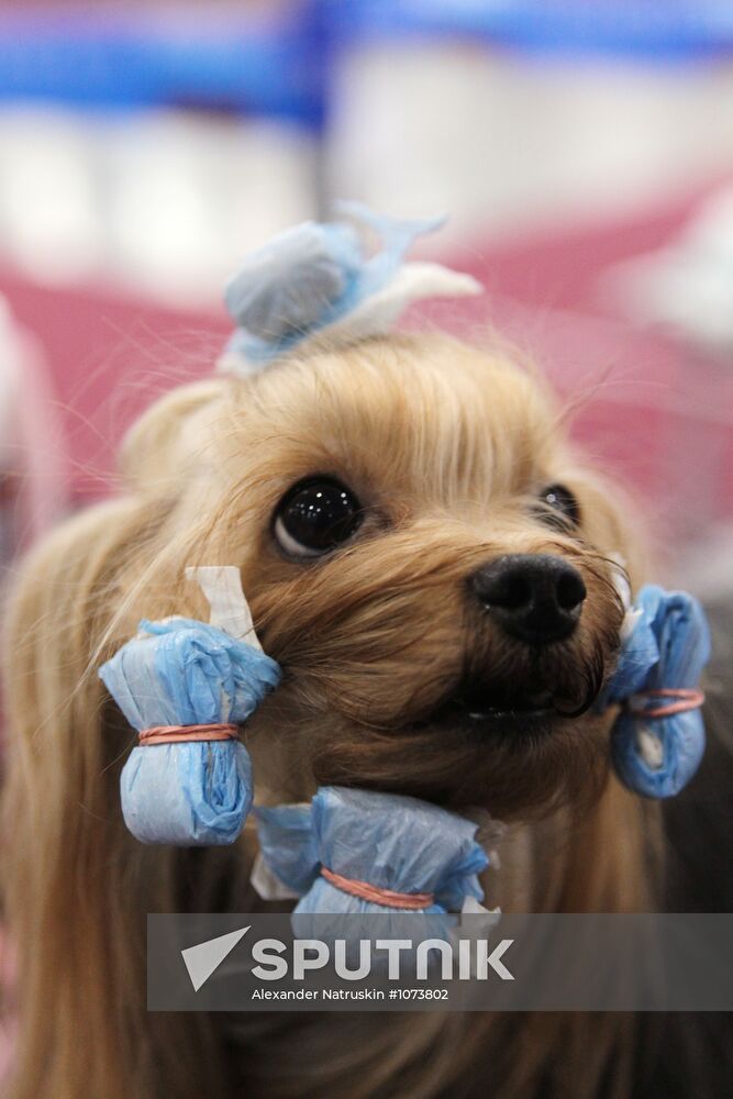 Eurasia international dog show