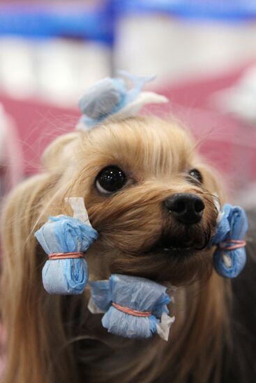 Eurasia international dog show
