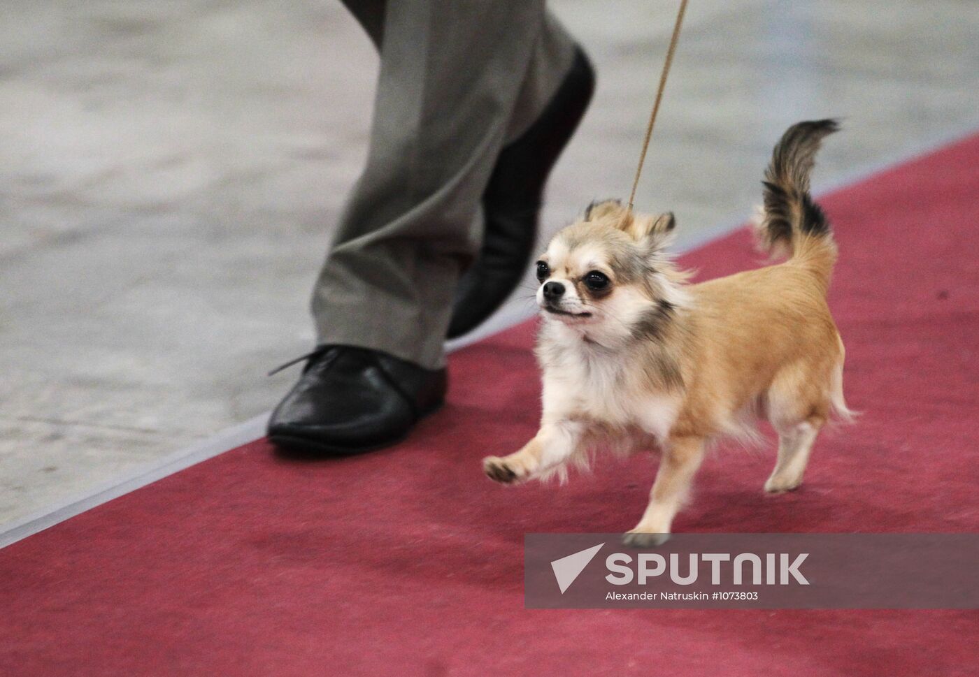 Eurasia international dog show