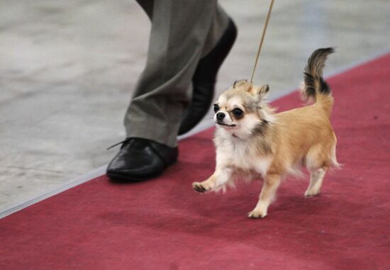 Eurasia international dog show