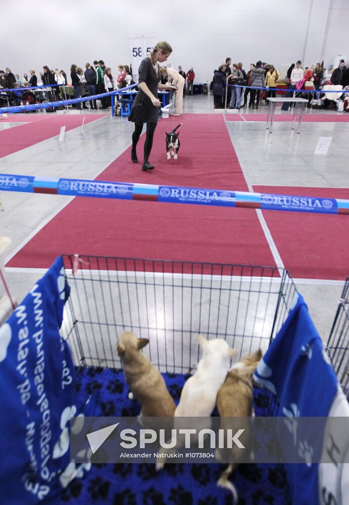 Eurasia international dog show