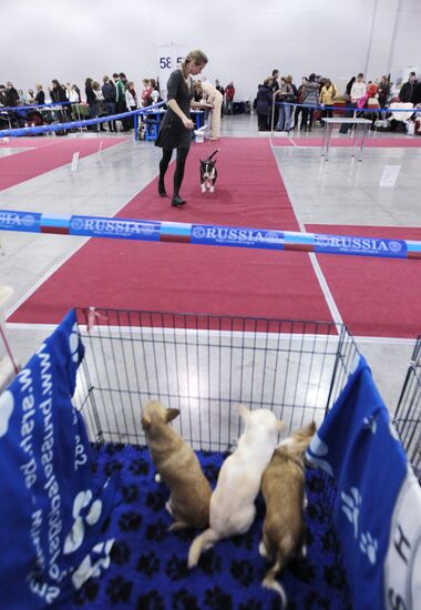 Eurasia international dog show