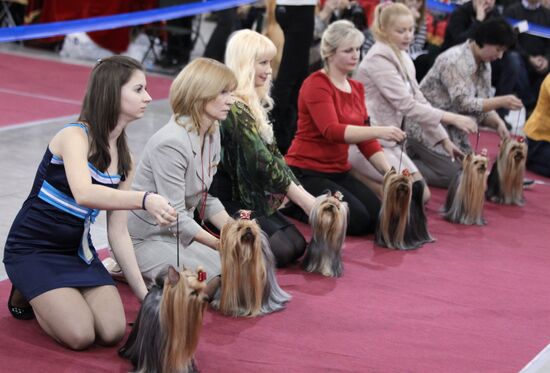 Eurasia international dog show