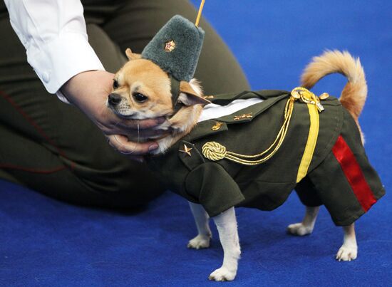 Eurasia international dog show