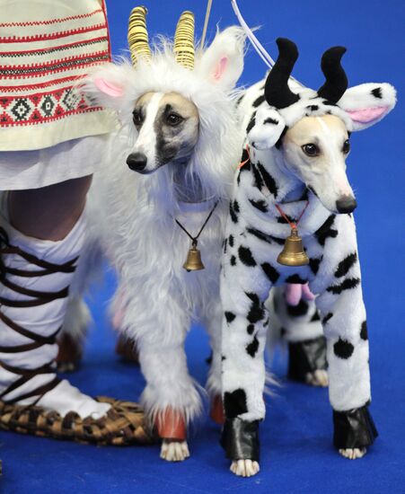 Eurasia international dog show