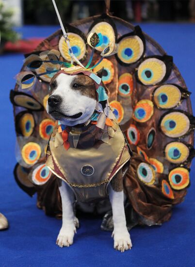 Eurasia international dog show