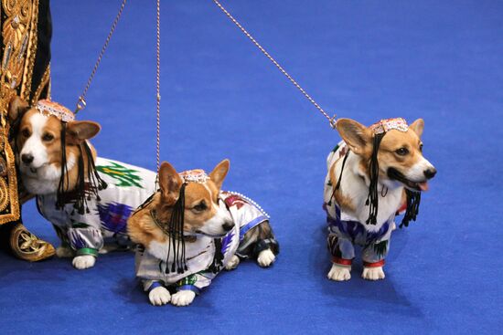 Eurasia international dog show