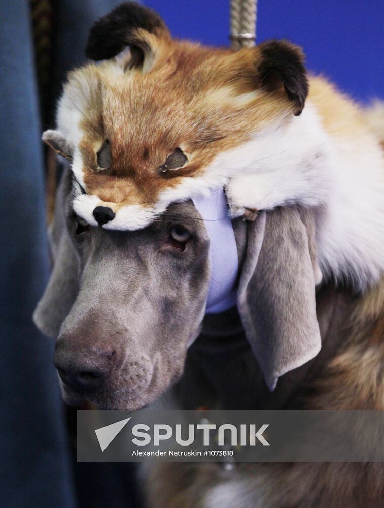 Eurasia international dog show
