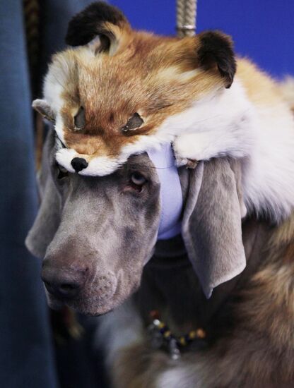 Eurasia international dog show