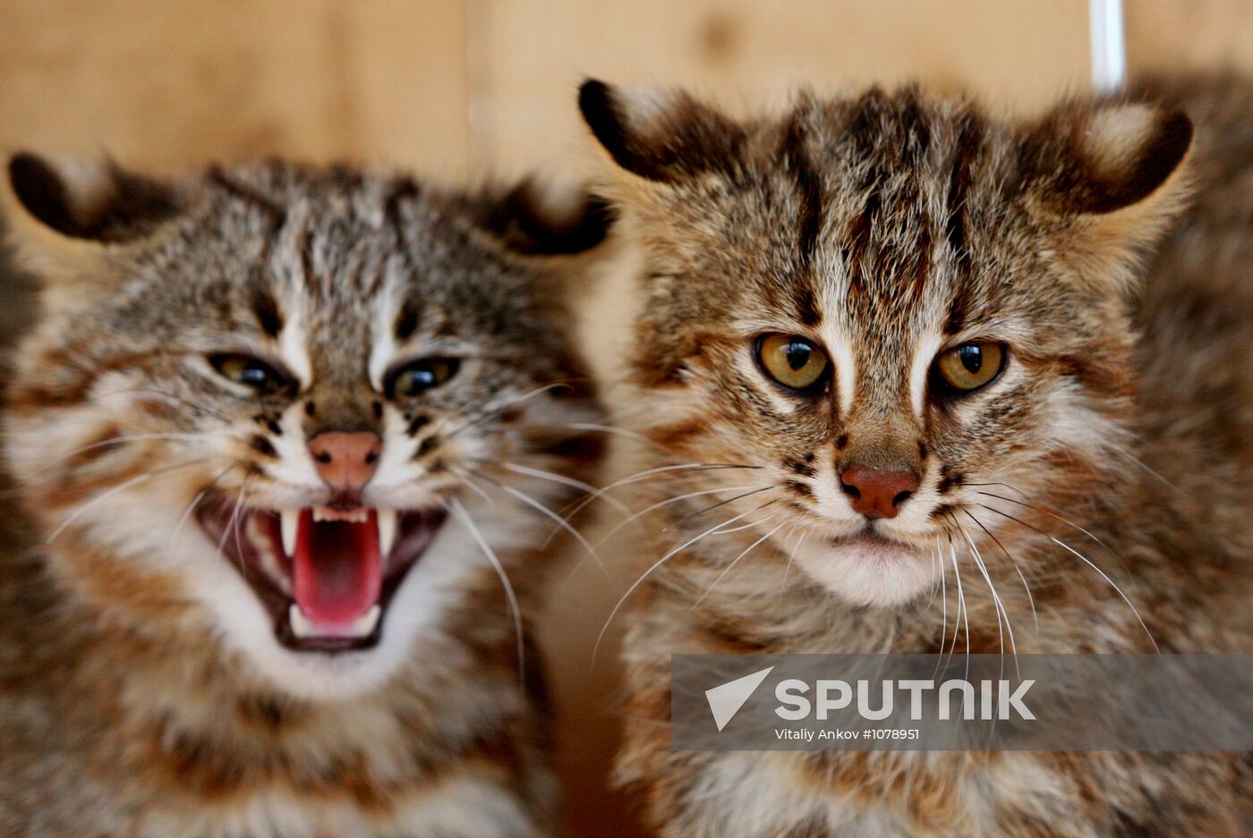 Amur kittens at Sadgorod Zoo