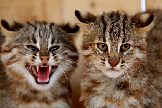 Amur kittens at Sadgorod Zoo