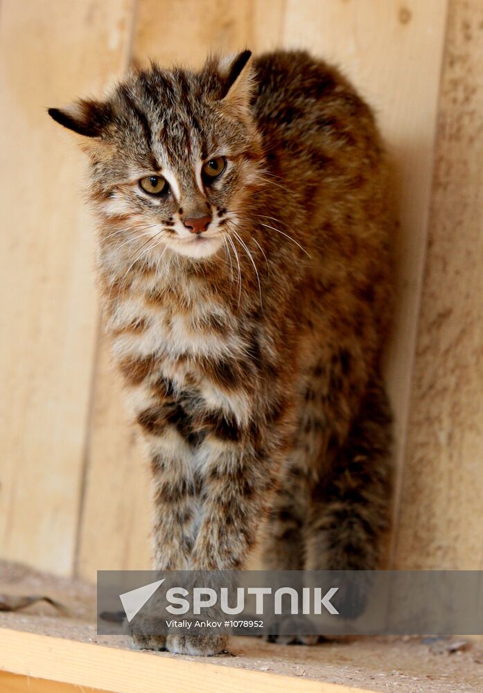 Amur kittens at Sadgorod Zoo