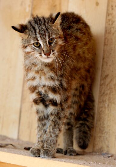 Amur kittens at Sadgorod Zoo