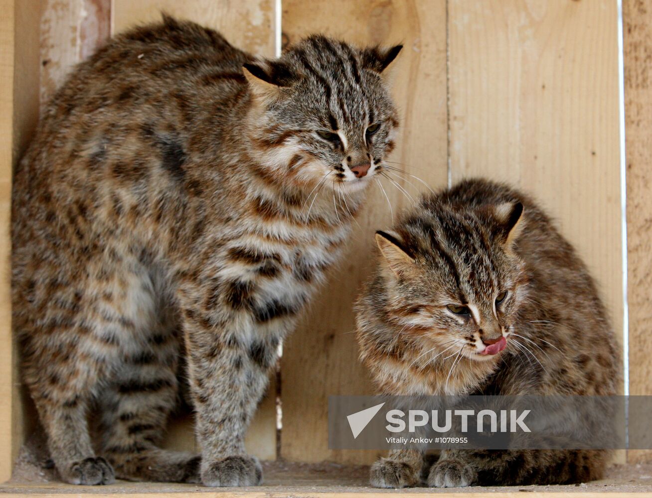 Amur kittens at Sadgorod Zoo