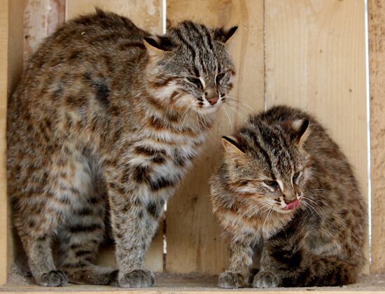 Amur kittens at Sadgorod Zoo