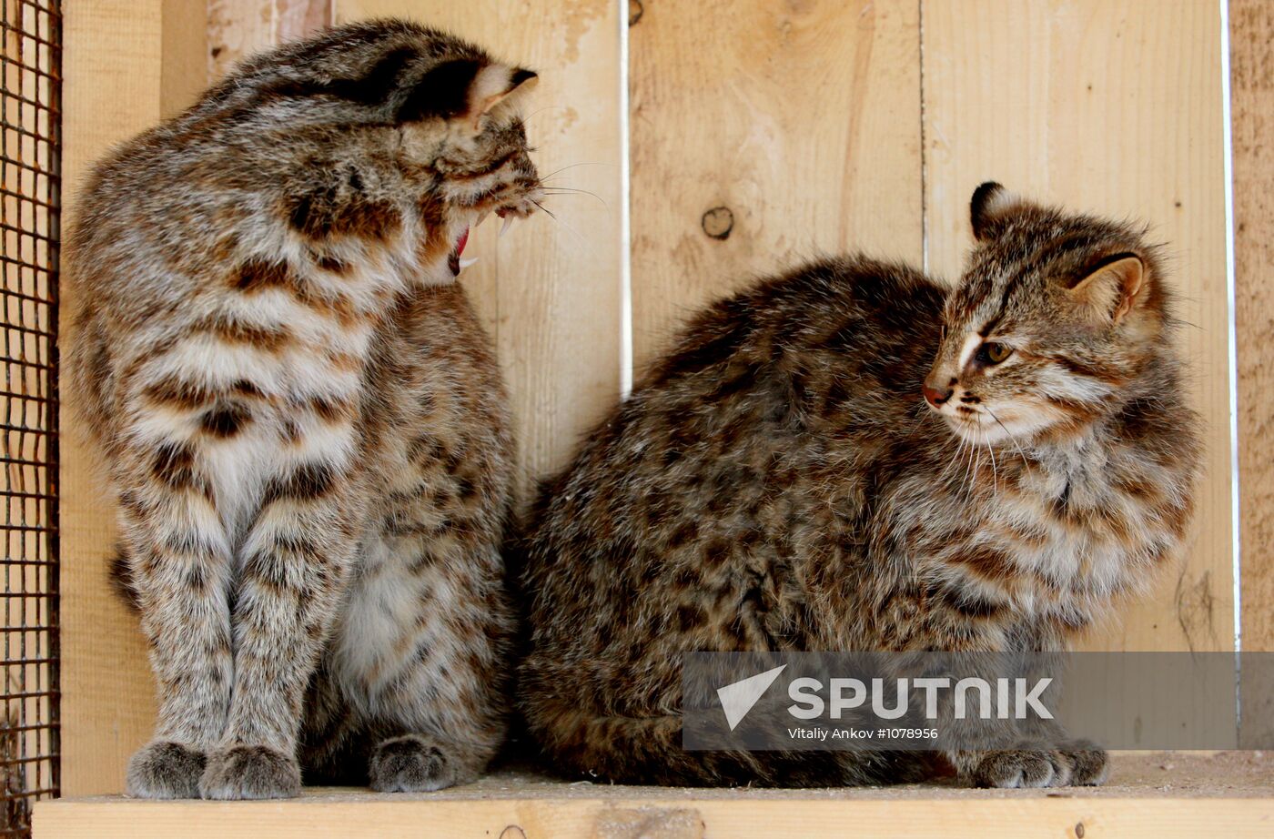 Amur kittens at Sadgorod Zoo