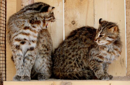Amur kittens at Sadgorod Zoo