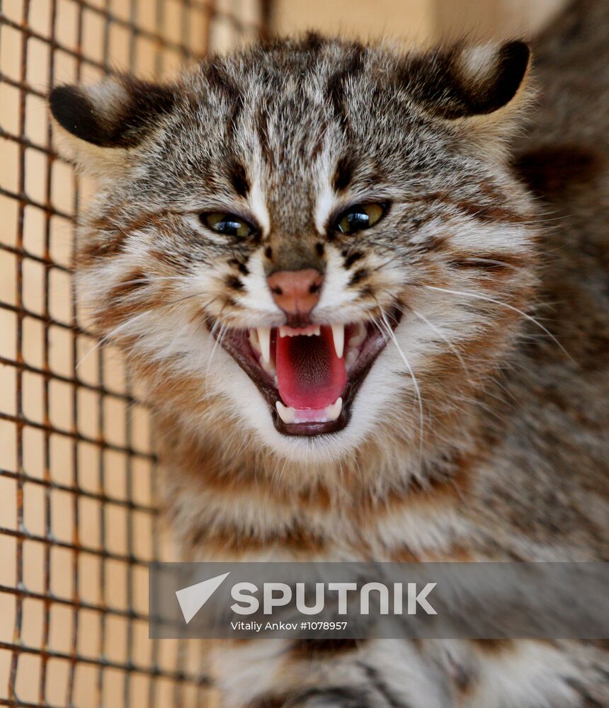 Amur cats at Sadgorod Zoo