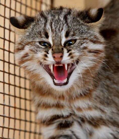 Amur cats at Sadgorod Zoo