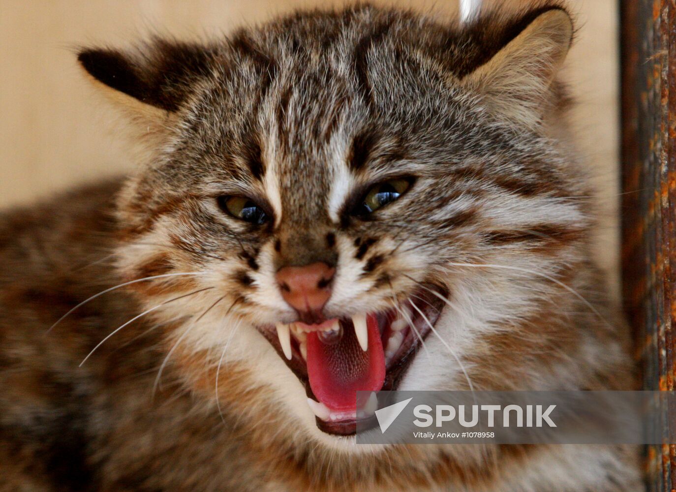 Amur cats at Sadgorod Zoo