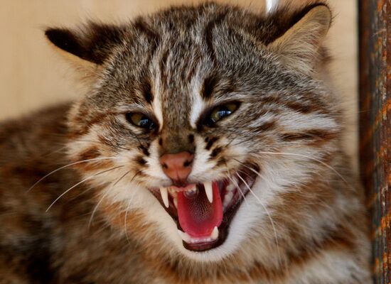 Amur cats at Sadgorod Zoo