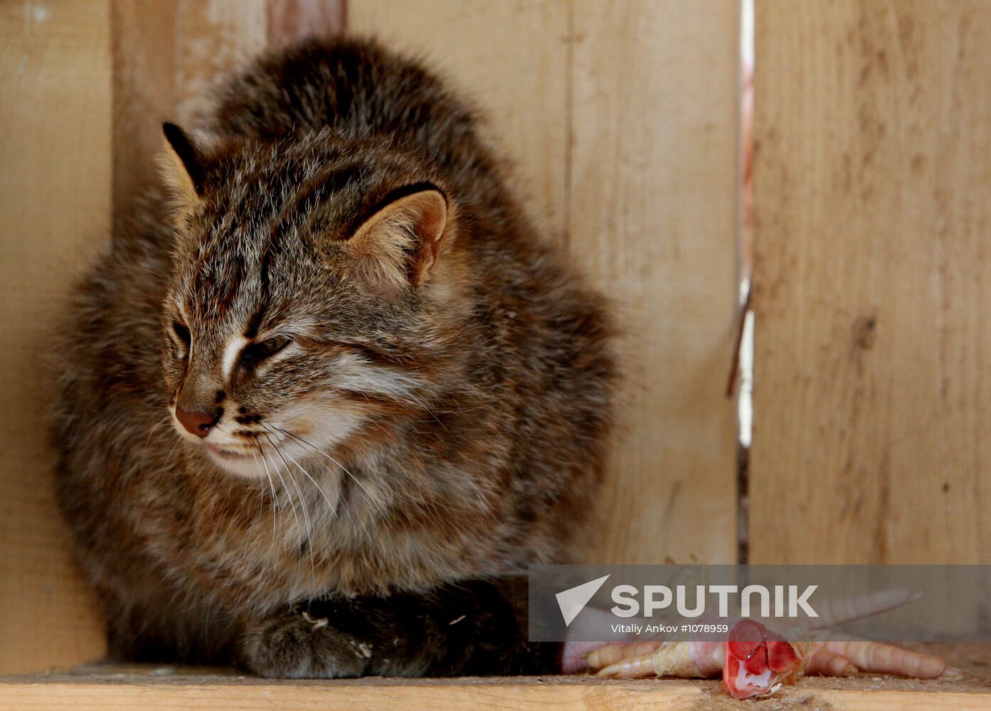 Amur cats at Sadgorod Zoo