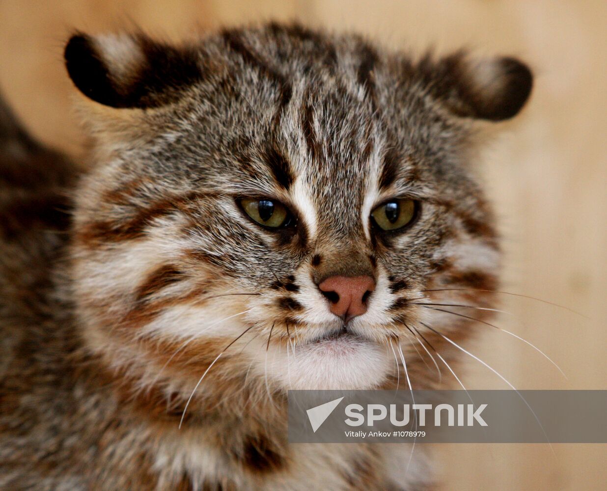 Amur cats at Sadgorod Zoo