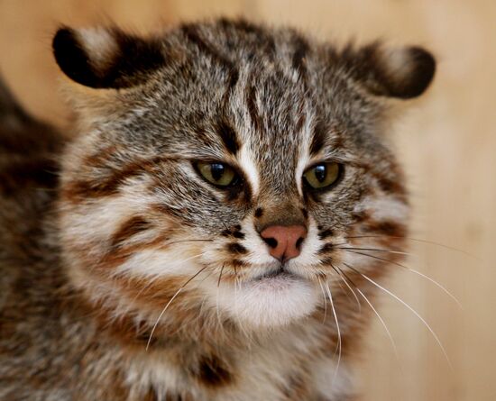 Amur cats at Sadgorod Zoo