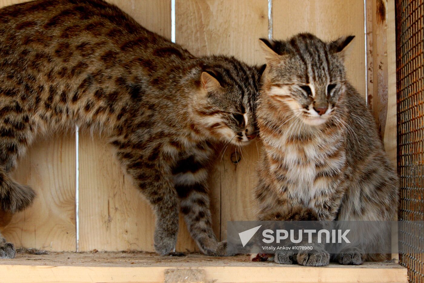 Amur cats at Sadgorod Zoo