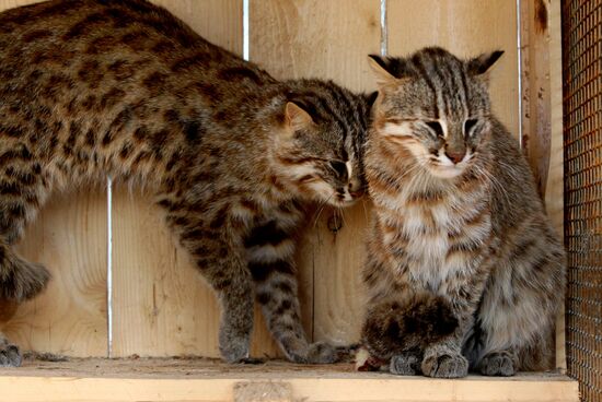 Amur cats at Sadgorod Zoo