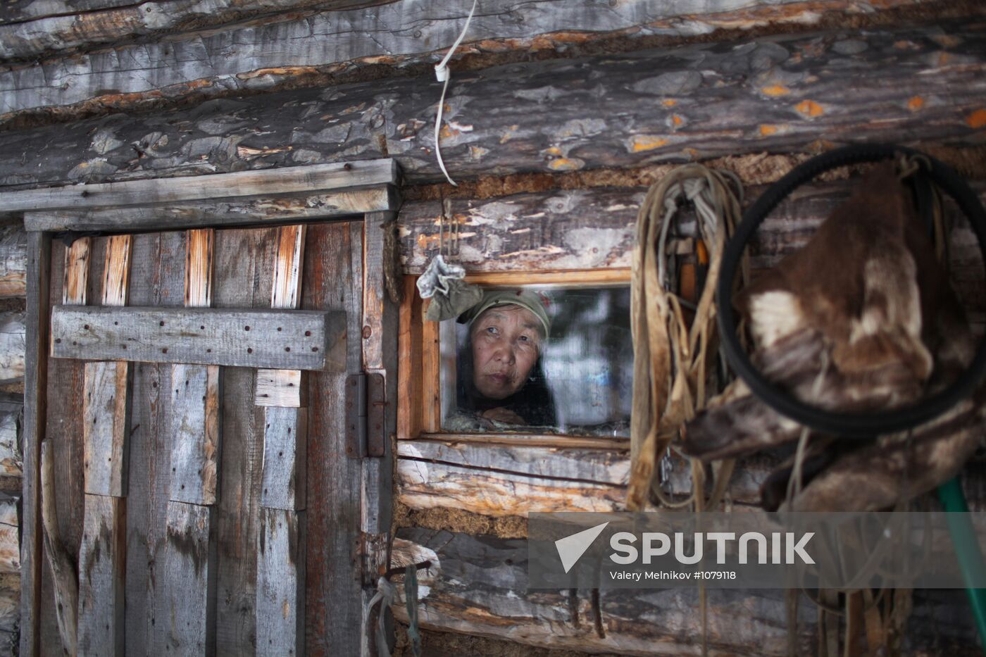 Last nomad reindeer herders of the Sychegir family