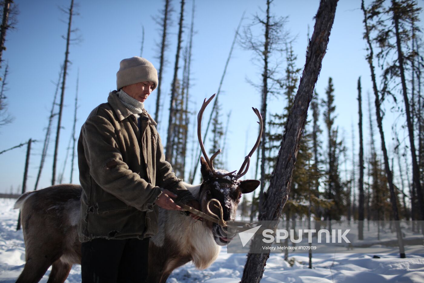 Last nomad reindeer herders of the Sychegir family