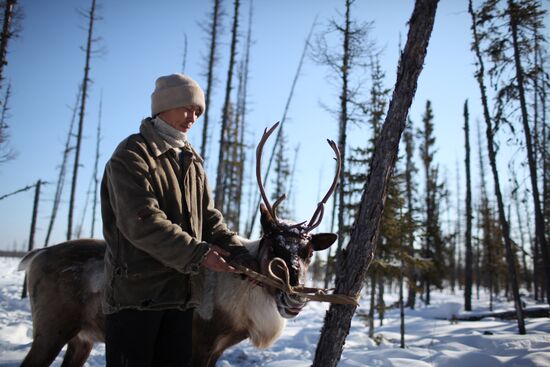 Last nomad reindeer herders of the Sychegir family