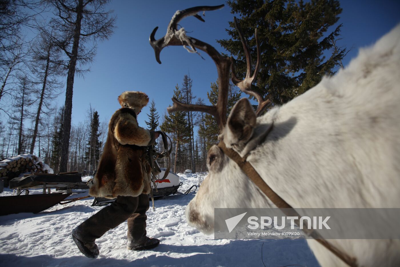 Last nomad reindeer herders of the Sychegir family