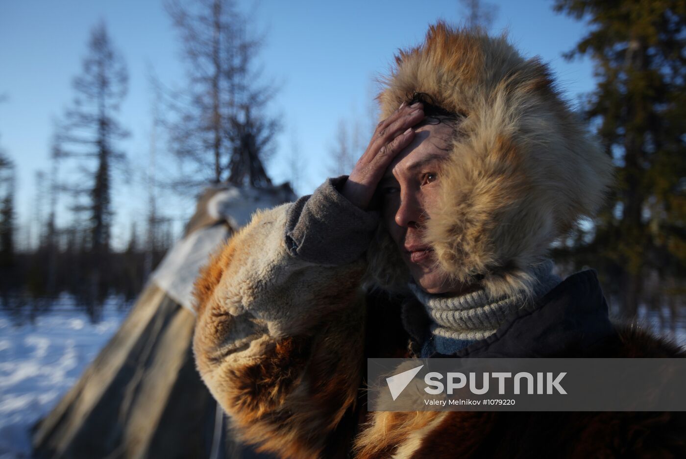 Last nomad reindeer herders of the Sychegir family
