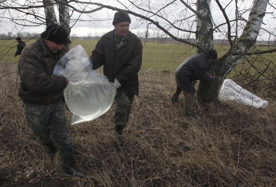 Collecting birch sap in Belarus