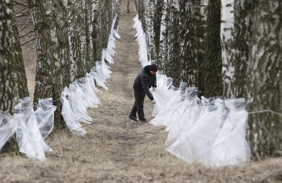 Collecting birch sap in Belarus