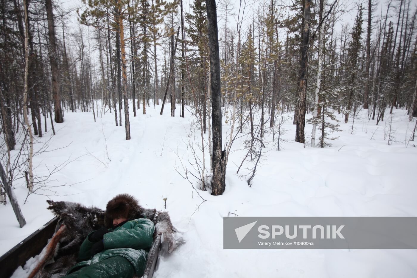 Last nomadic reindeer herders of Sychegir ethnic group