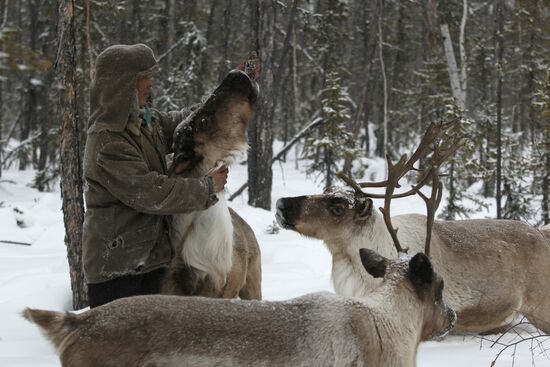 Last nomadic reindeer herders of Sychegir ethnic group