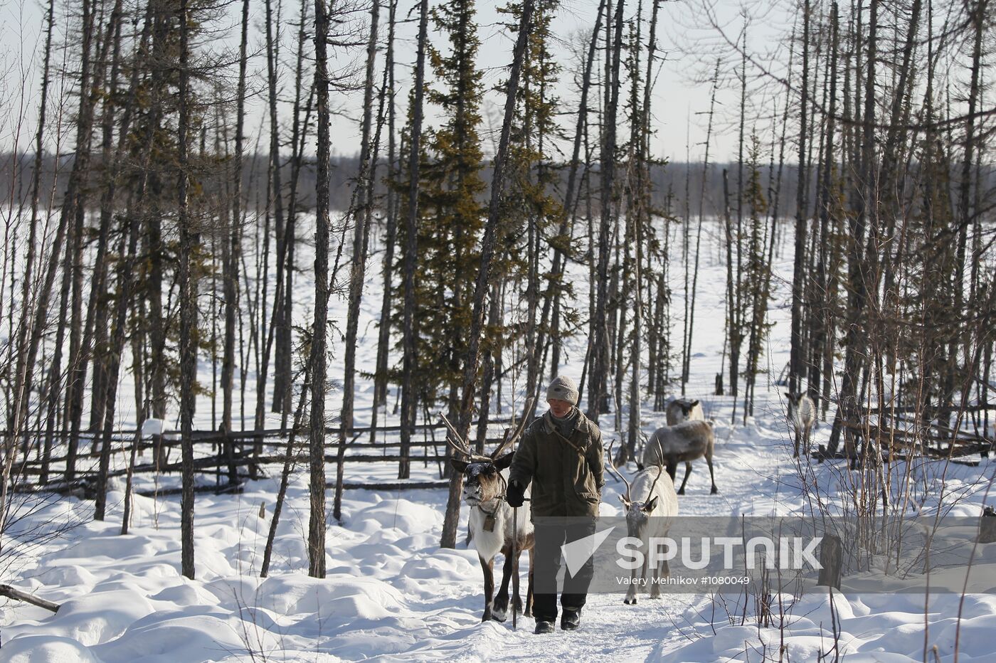 Last nomadic reindeer herders of Sychegir ethnic group
