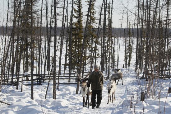 Last nomadic reindeer herders of Sychegir ethnic group